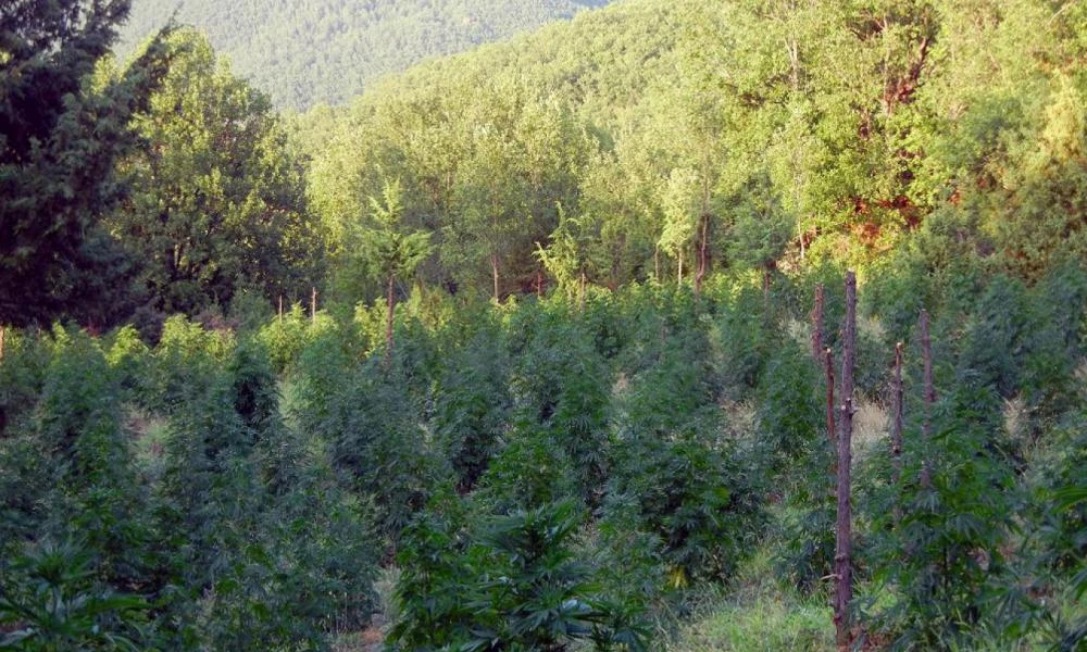 Φθιώτιδα: Σε εξέλιξη βρίσκεται επιχείρηση για σπείρα που διατηρούσε χασισοφυτεία με περίπου 2.500 δέντρα